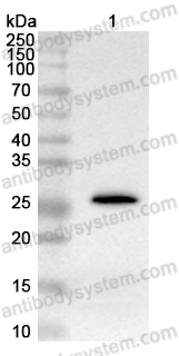 Anti-Monkeypox virus/MPXV D14L Polyclonal Antibody